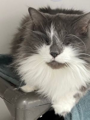 Blind cat finds new home
