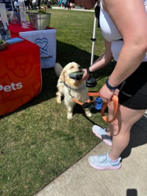 Stepping Up for Charlotte's Shelter Pets