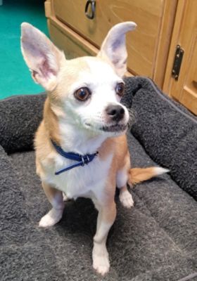 Adoption of Senior Dog Oscar