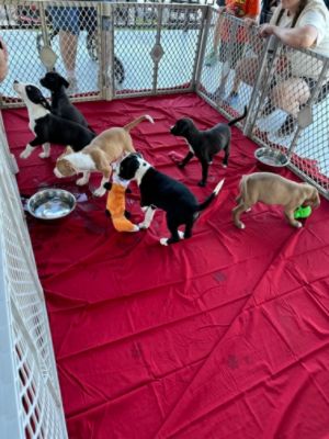 Fitzgerald Countryside Subaru Loves Pets! 10/02/2023