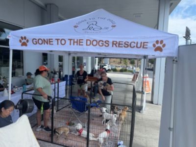 Gone To the Dogs Rescue and Subaru Pacific