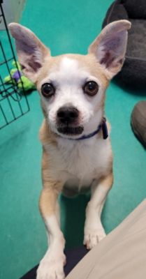 Adoption of Senior Dog Oscar