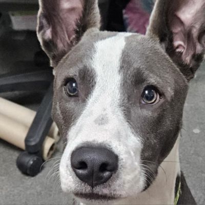 An “Underdog” Adoption Story