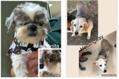 Subaru Loves Pets and Missoula City-County Animal Control Loves Subaru of Missoula