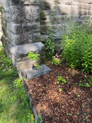 Serviceberry joins a pollinator garden