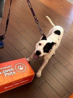 Sunset Hills Subaru and the APA Adoption Center: Making a Dog’s Day Together