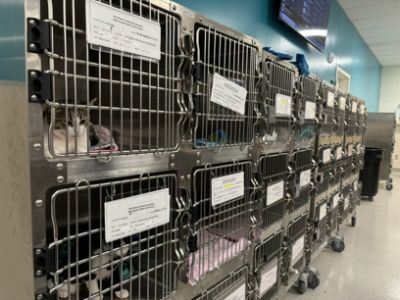 Helping Pet Owners in Need