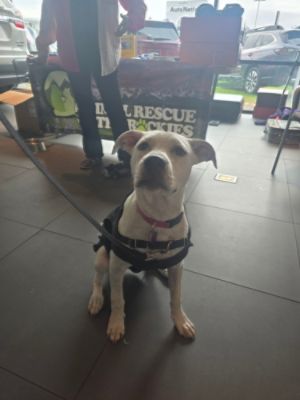 Finding Fur-ever Homes: Welcoming the Animal Rescue of the Rockies to AutoNation Subaru Arapahoe!