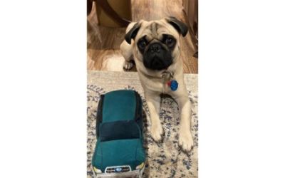 DuTeau Subaru Loves Pets