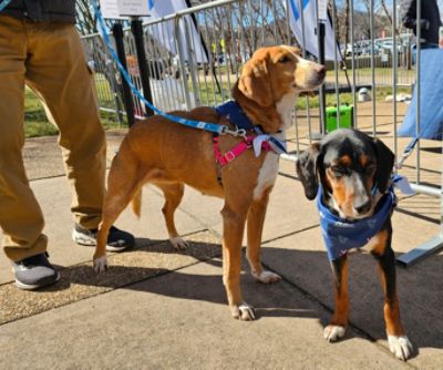 UVA's Paws and Pistons: Cruisin' for a Cause