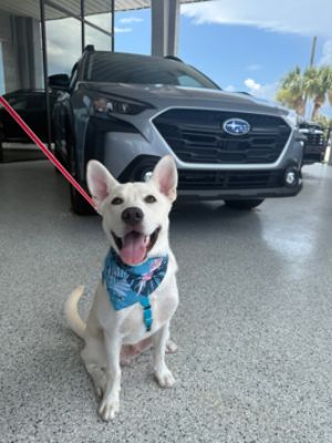 Puppies day at the dealership
