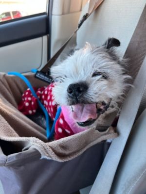 Anne's Second Chance at Forever 