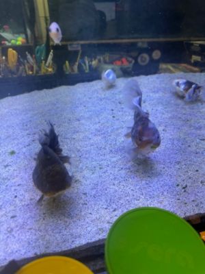 Subaru sponsors aquatic education program