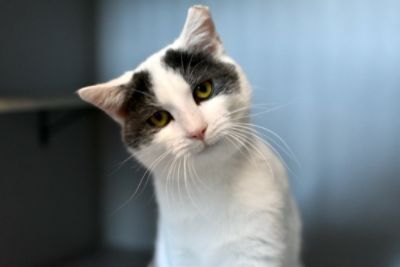 Pawsitively Loved: How Subaru of Kennesaw Helps Good Mews Share the Love
