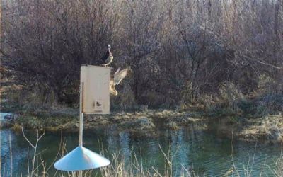 Delta Waterfowl Wood Duck Nesting