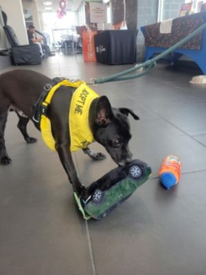 Subaru Always Loves Pets!