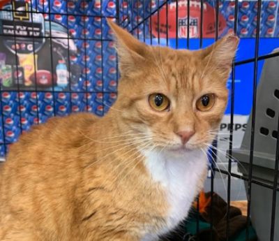 Trap, Neuter, and Return (TNR) Project