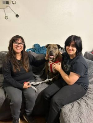 From Shelter to Forever Home