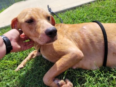 SPCA of Texas Pet Adoption at Sewell Subaru