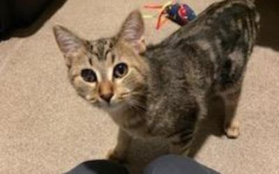 Sommer's Subaru Supports Local Homeless Animals!