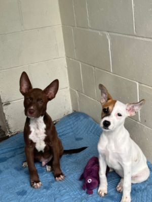 Give A Dog A Chance! Adopt Don't Shop