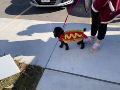 Hot Diggity Dog - Subaru Loves Pets at the Neenah Animal Shelter
