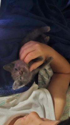 Kitty Love