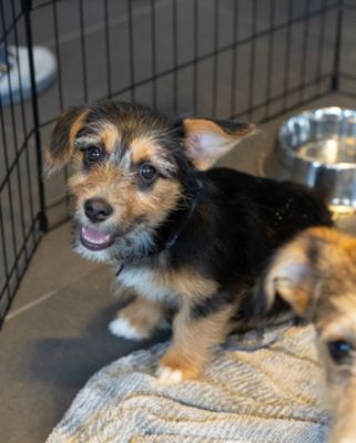 Beautiful Adoptions Galore 