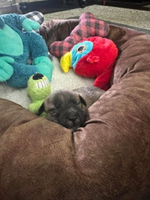 Little Joanie - She Was Meant to Be.