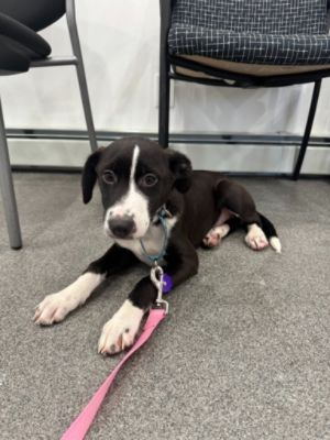 Thank you Subaru for choosing to Share the Love with Riverside Rescue!