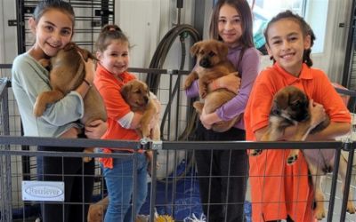 +Della Subaru Plattsburgh, New York Loves Pets