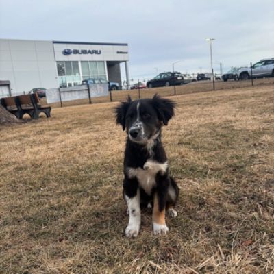 Pups heal hearts