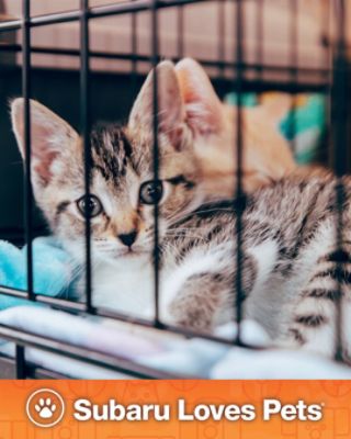 Finding Fur-ever Homes For the Holidays