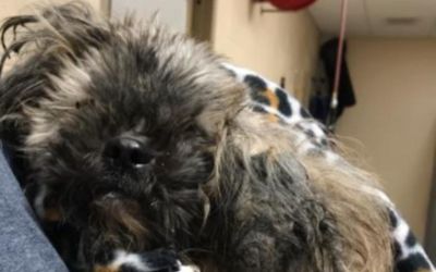 Bergstrom Subaru Supports Homeless Animals!