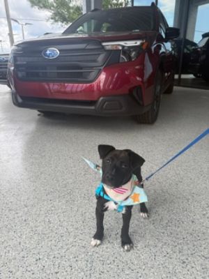 Puppies day at the dealership