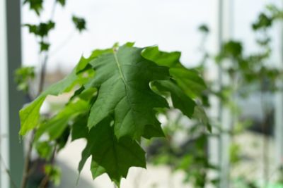 Growing Together: One Tree at a Time