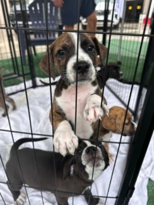Schumacher Subaru Hosts Dog Adoption Event at Outdoor Expo