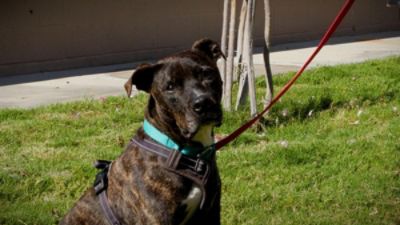 Tucson Subaru and KVOA Continue to Spotlight Adoptable Pets Across Southern Arizona