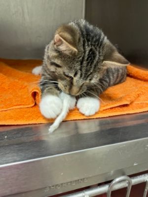 Cosmic's Journey Home