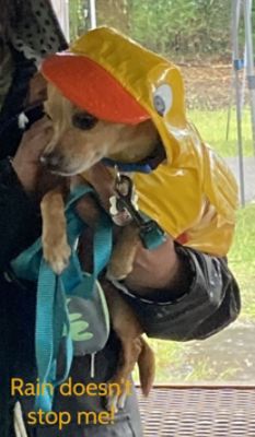 Wet-n-Wild Walk-n-Wag