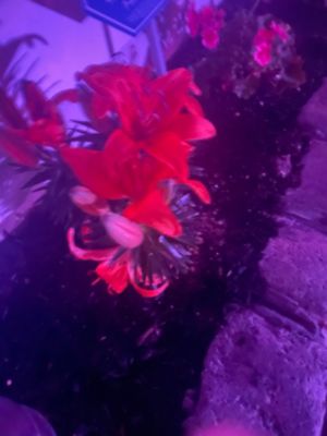 He knows my Tulips