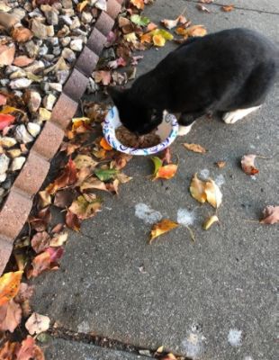 Continuing the Legacy of Love for Pets