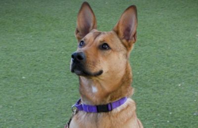 Tucson Subaru Pets of the Week, Helping Shelter Dogs Find Their Perfect Match in February!