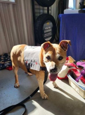 Subaru Loves Pets - WBT