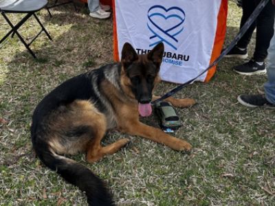 Dogs' Day Out — Subaru Concord Love Promise Story