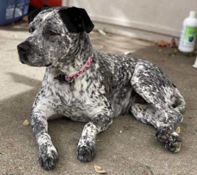 More than 80 adoptions with Subaru's help!