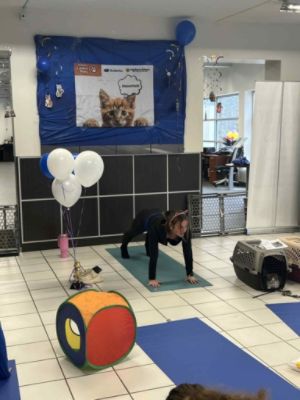 Matthews Subaru Hosts Kitten Yoga