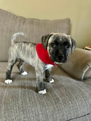 Little Joanie - She Was Meant to Be.