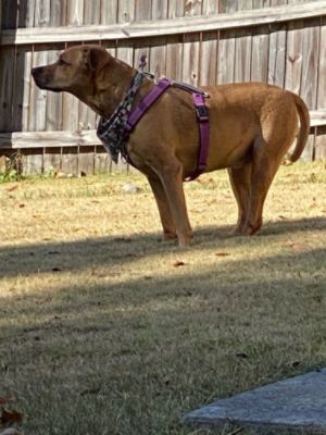 285 Days at the Animal Shelter