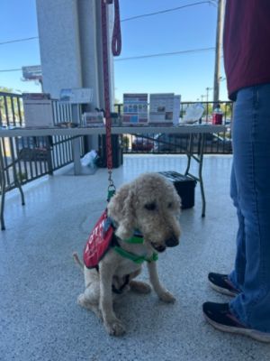 Fitzgerald Pet adoption
